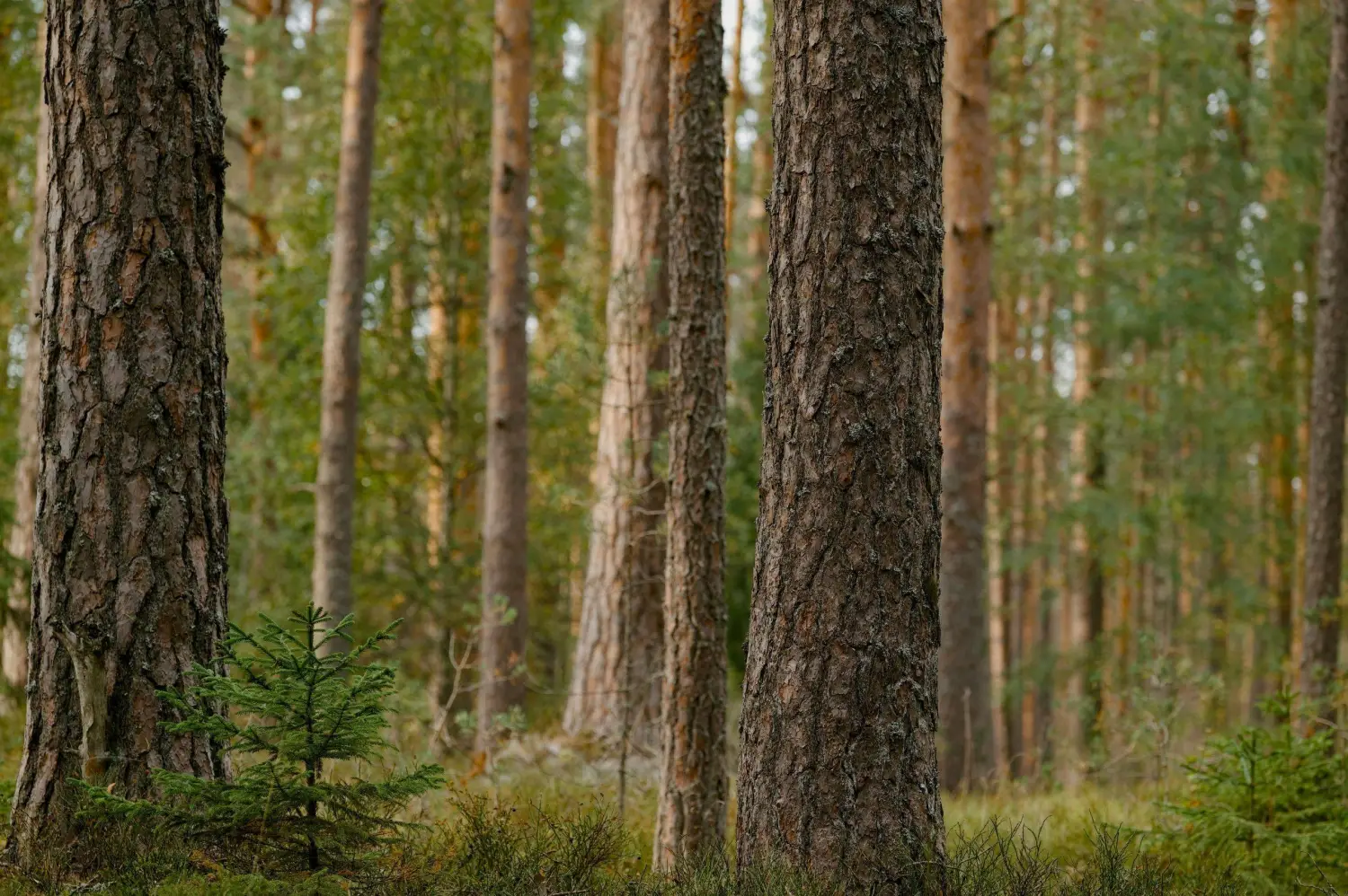 Nettisivukuvat (5).jpg